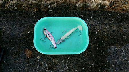 今朝はハネナブラ撃ち。図らずも3目ゲット。